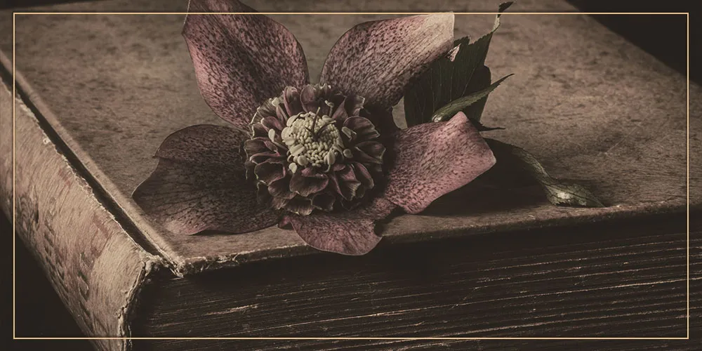 a flower on an antique book